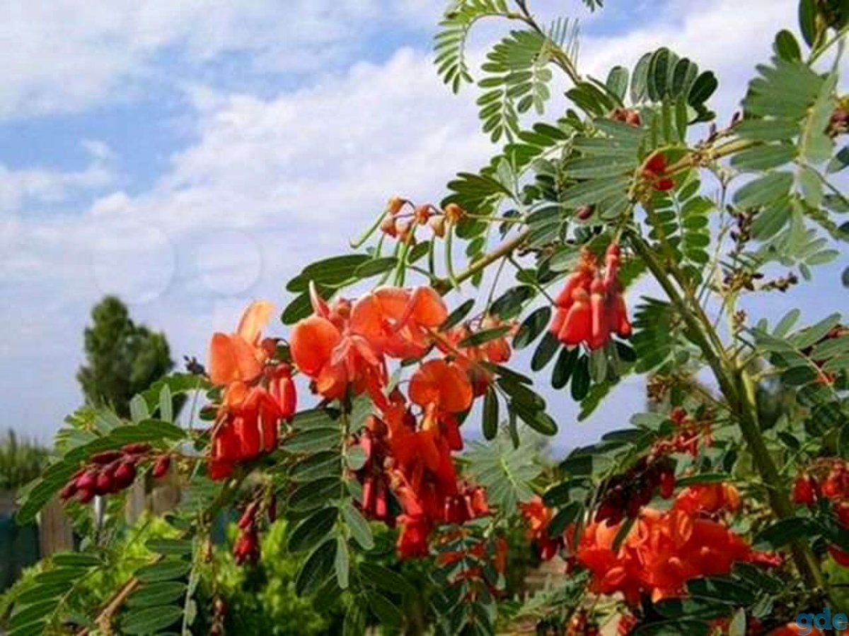 Альбиция оранжевая