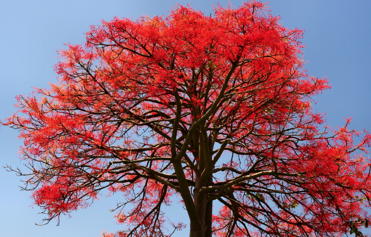 Дерево Brachychiton acerifolius