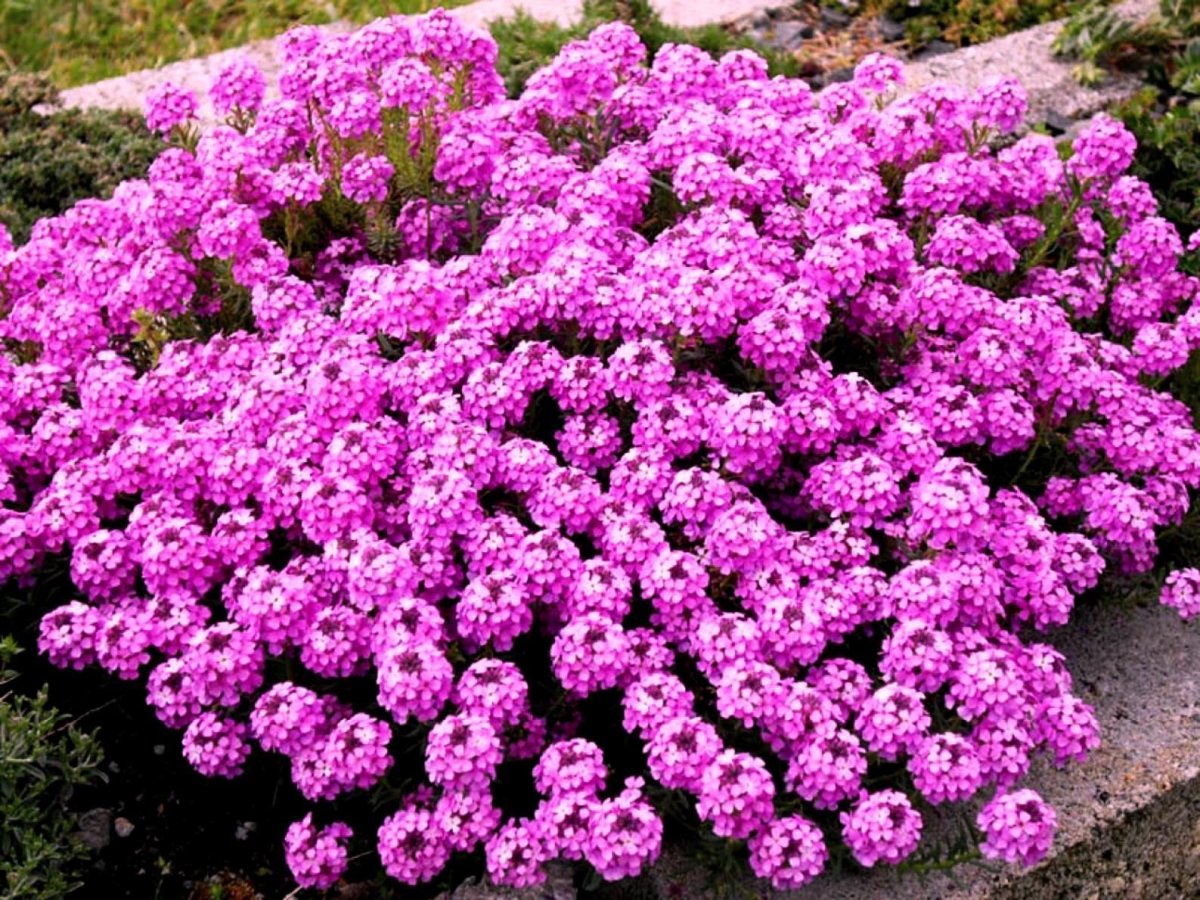 Многолетний низкорослый цветок с розовыми цветами
