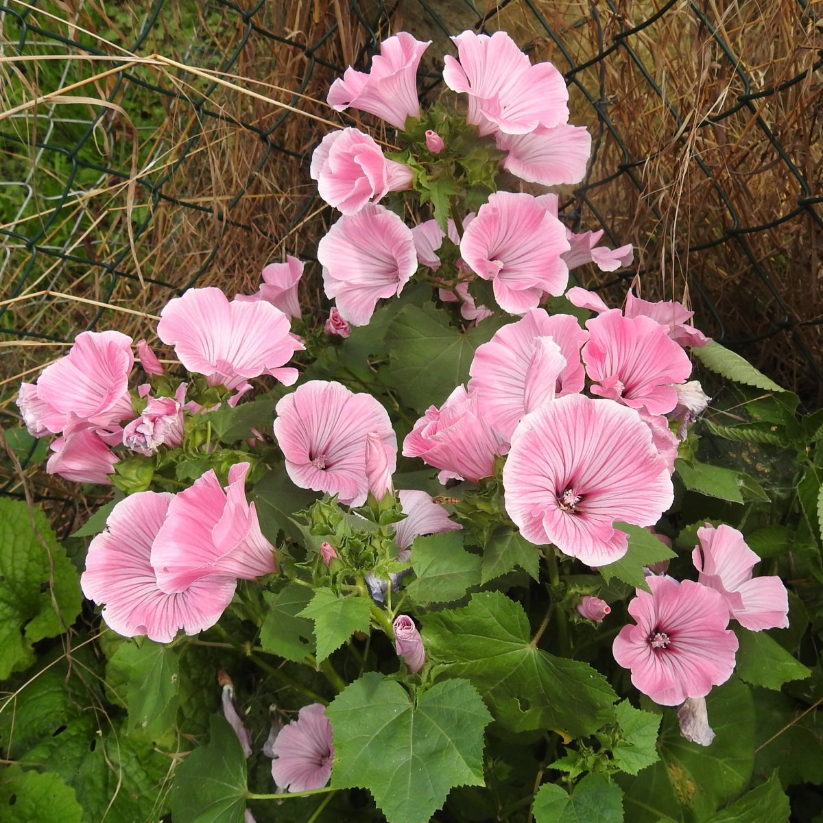 Многолетний кустовой цветок с розовыми цветами