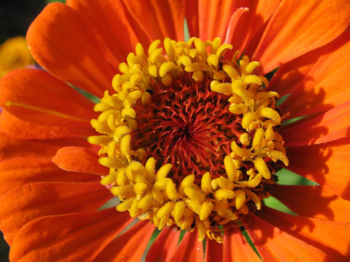 Цинния изящная (Zinnia elegans)