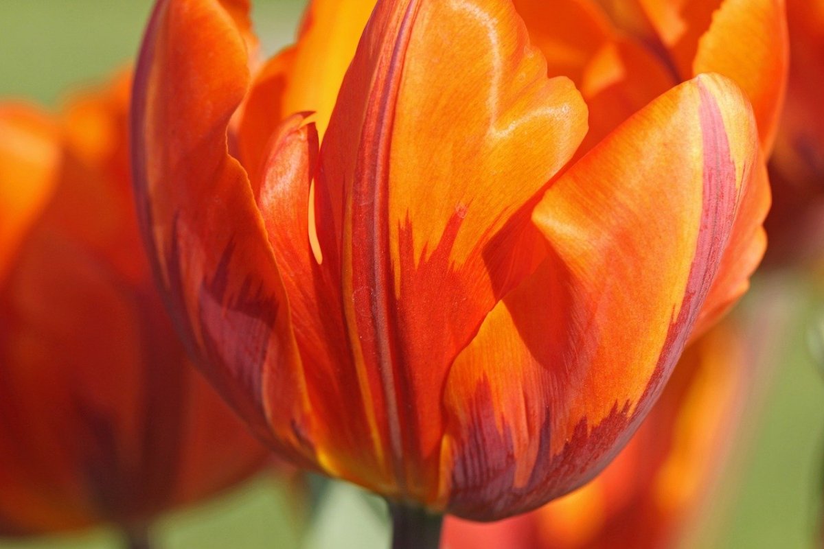 Тюльпан Orange passion