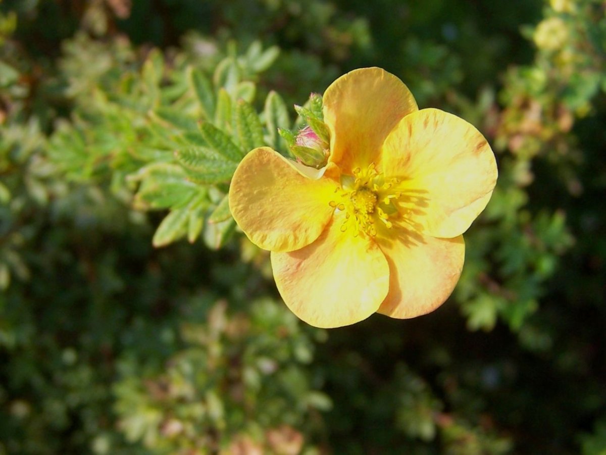 Лапчатка (dasiphora fruticosa