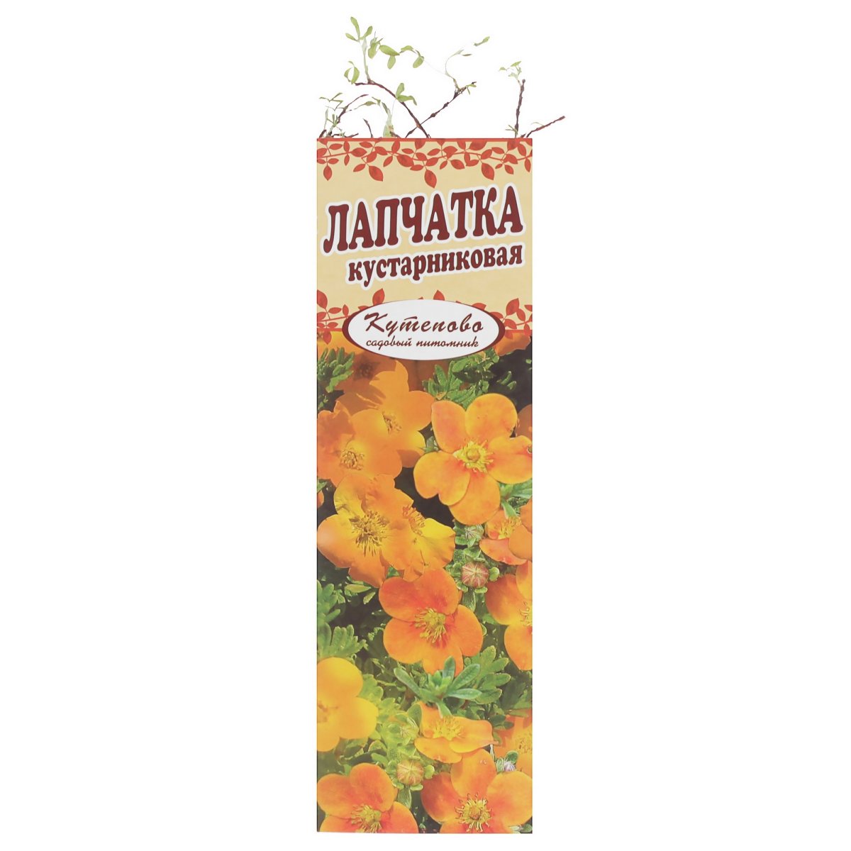 Лапчатка оранжевая tangerin