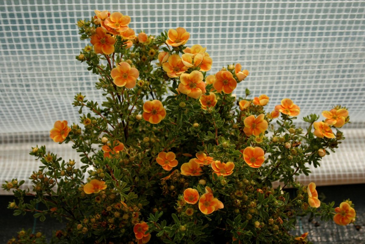 Лапчатка Hopley's Orange