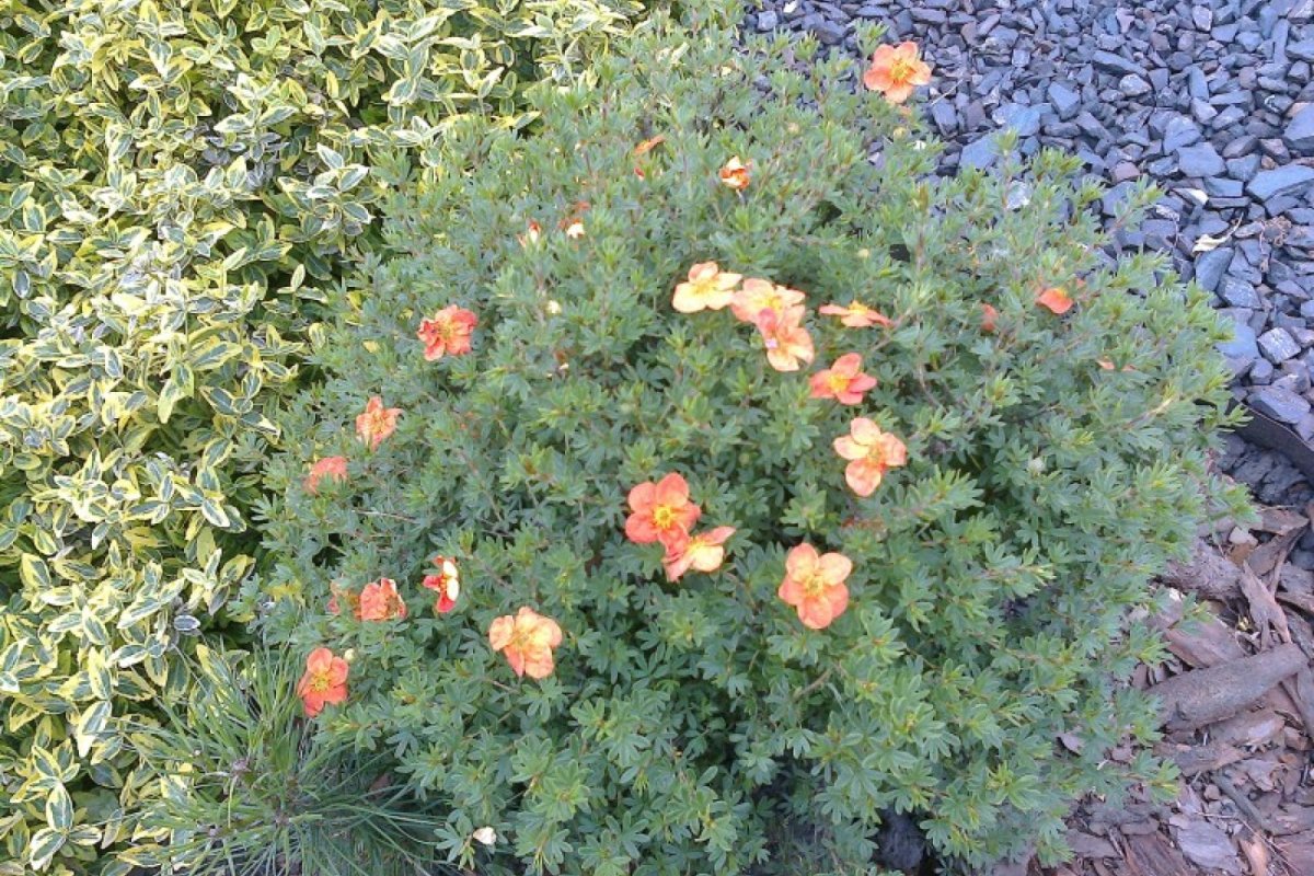 Лапчатка кустарниковая Orange Star