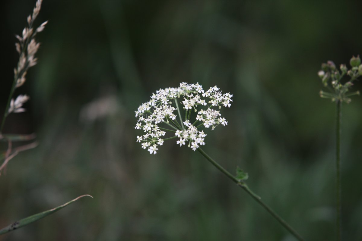 Cow parsley