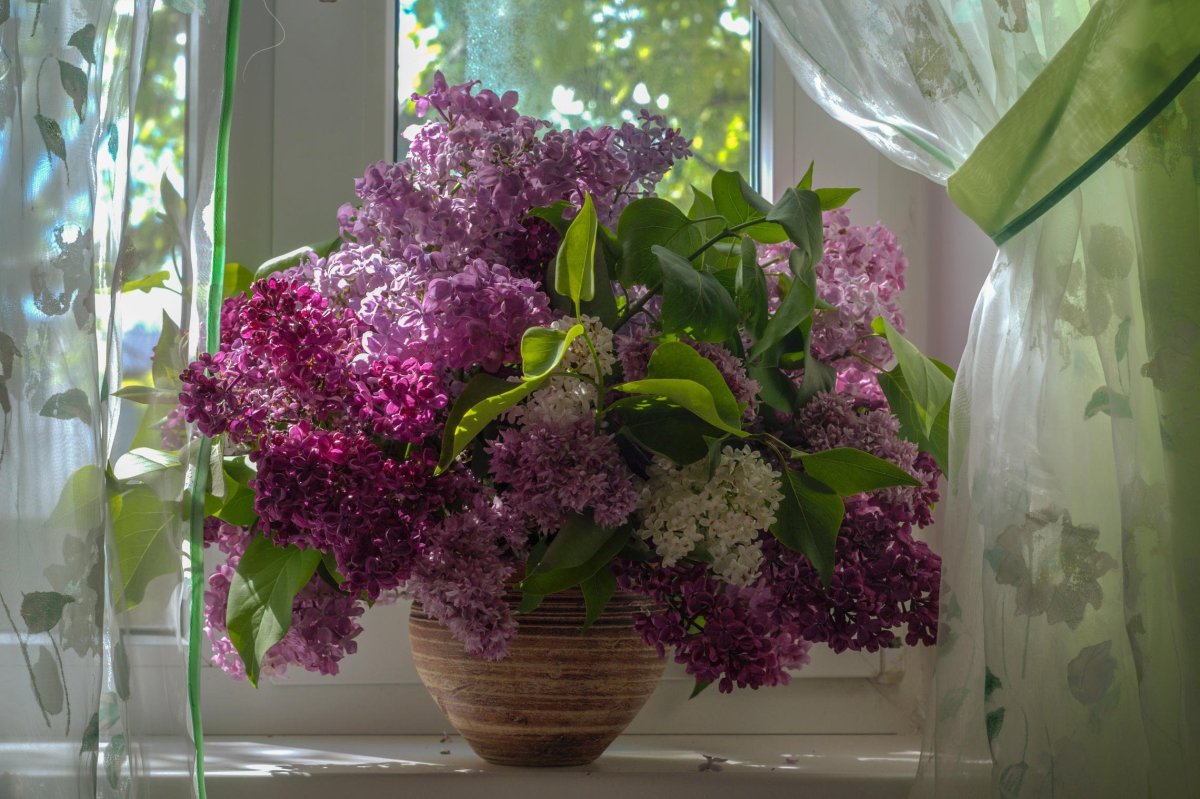 Сирень Эстетика