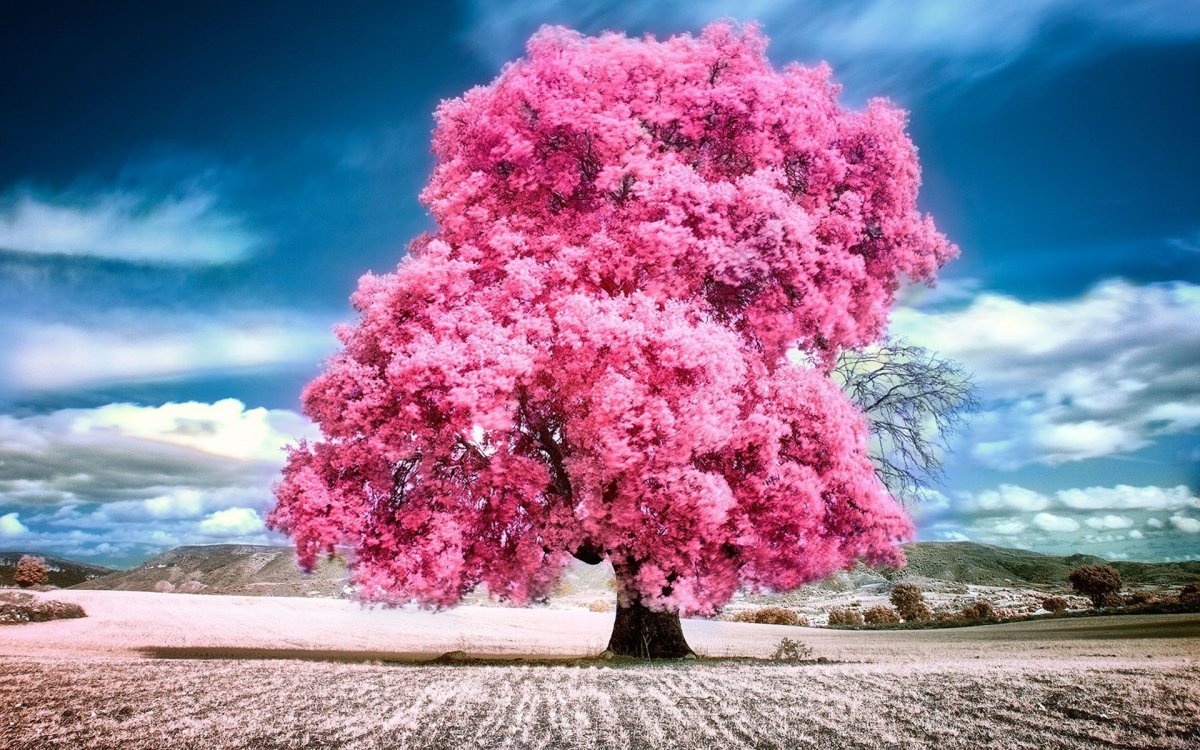 Дерево с крупными розовыми цветами