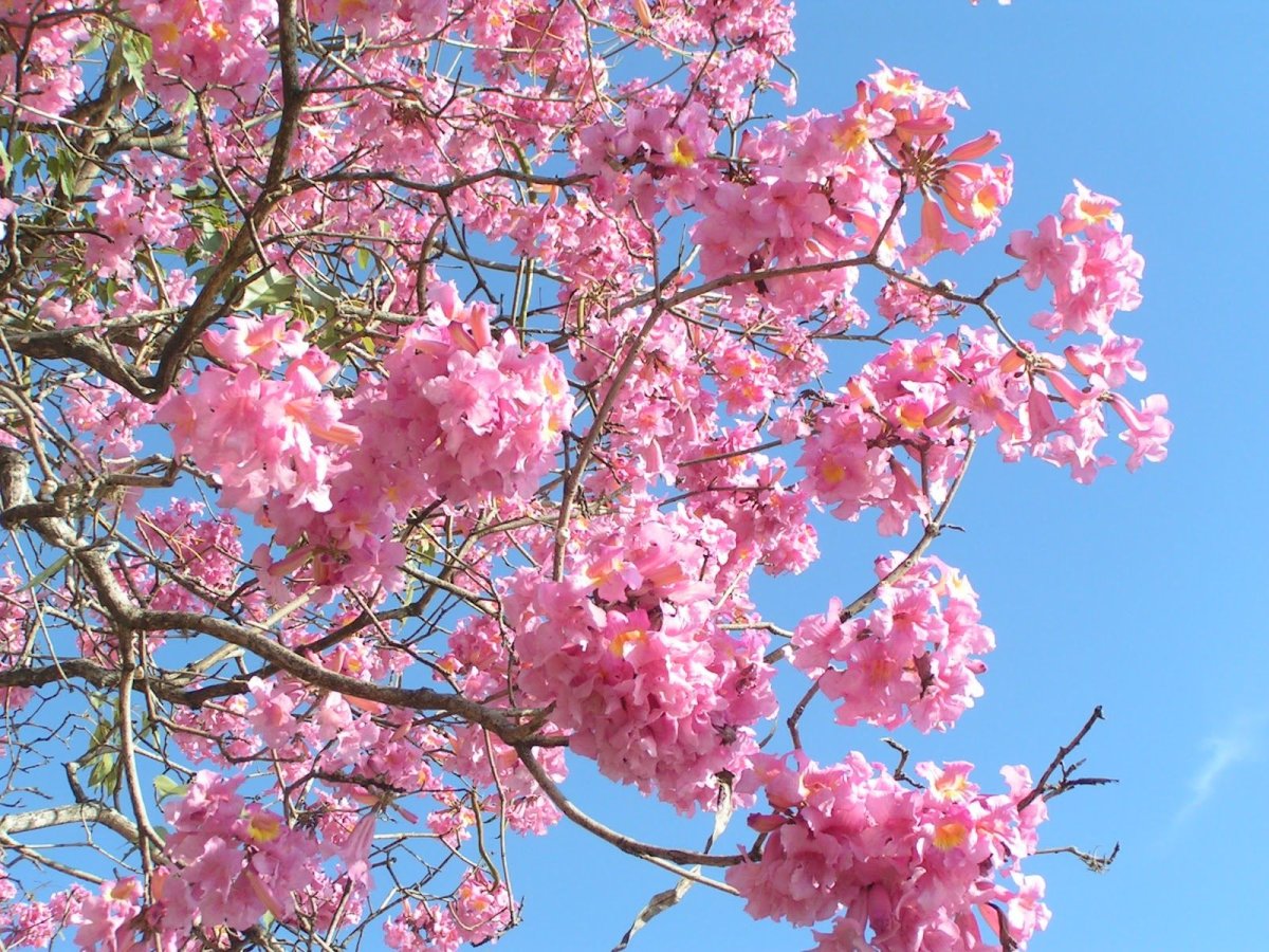 Табебуйя розовая (Tabebuia rosea)