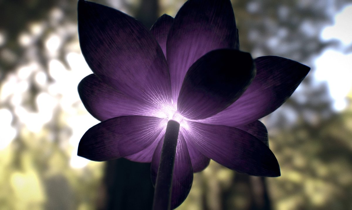 Black Lotus (черный Лотос)