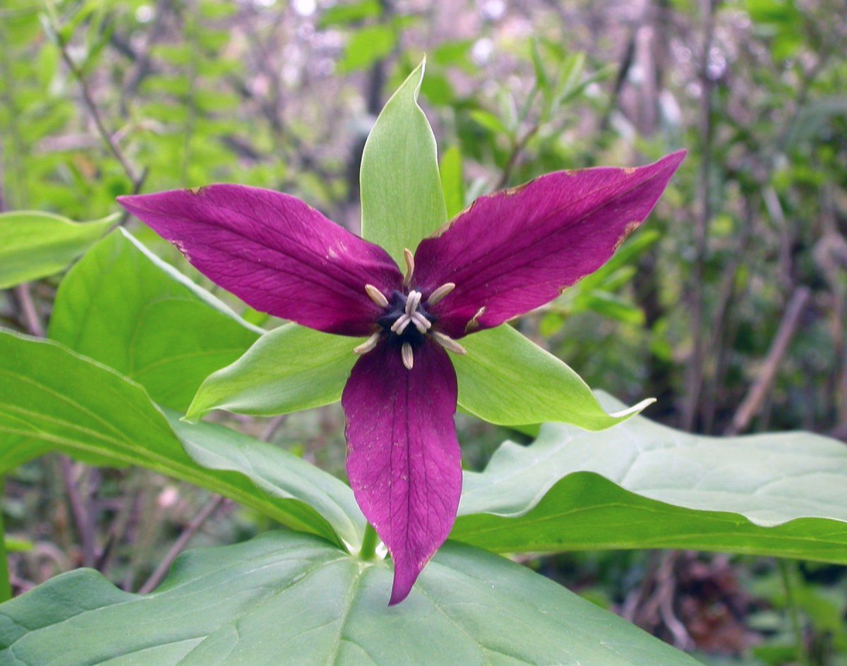 Триллиум Курабаяши Trillium kurabayashii