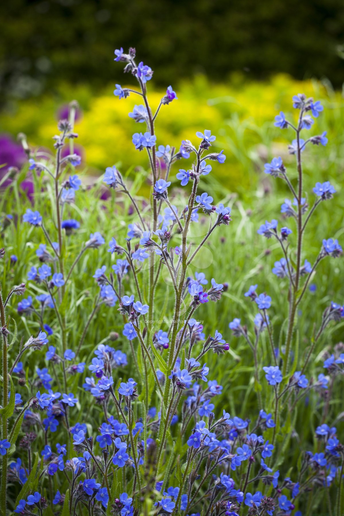 Anchusa azurea