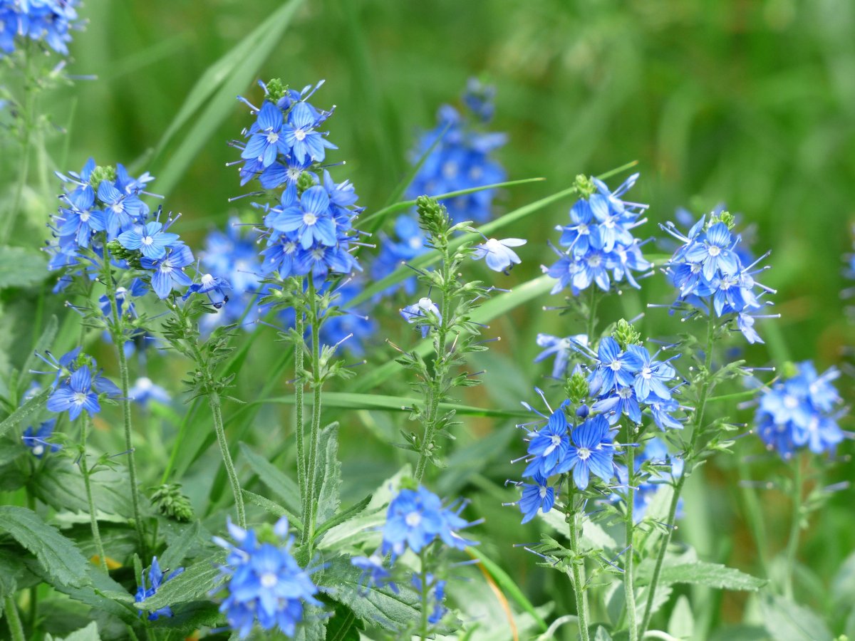 Вероника Австрийская 'Knallblau'