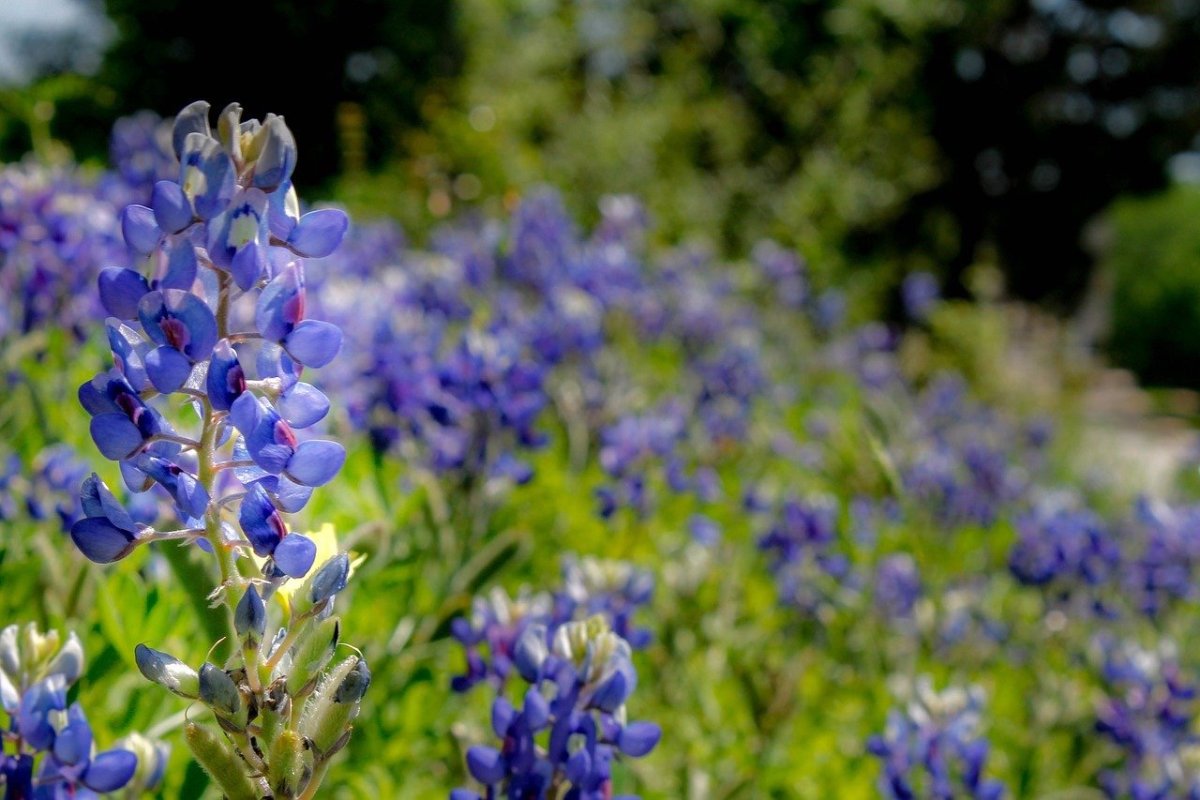 Bluebonnet цветок в Техасе