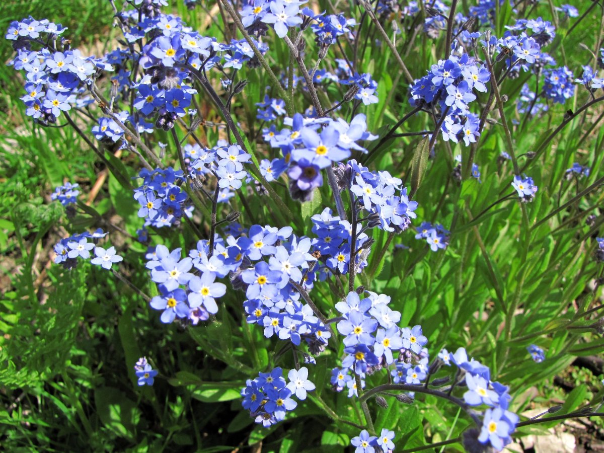 Незабудка Myosotis Myomark