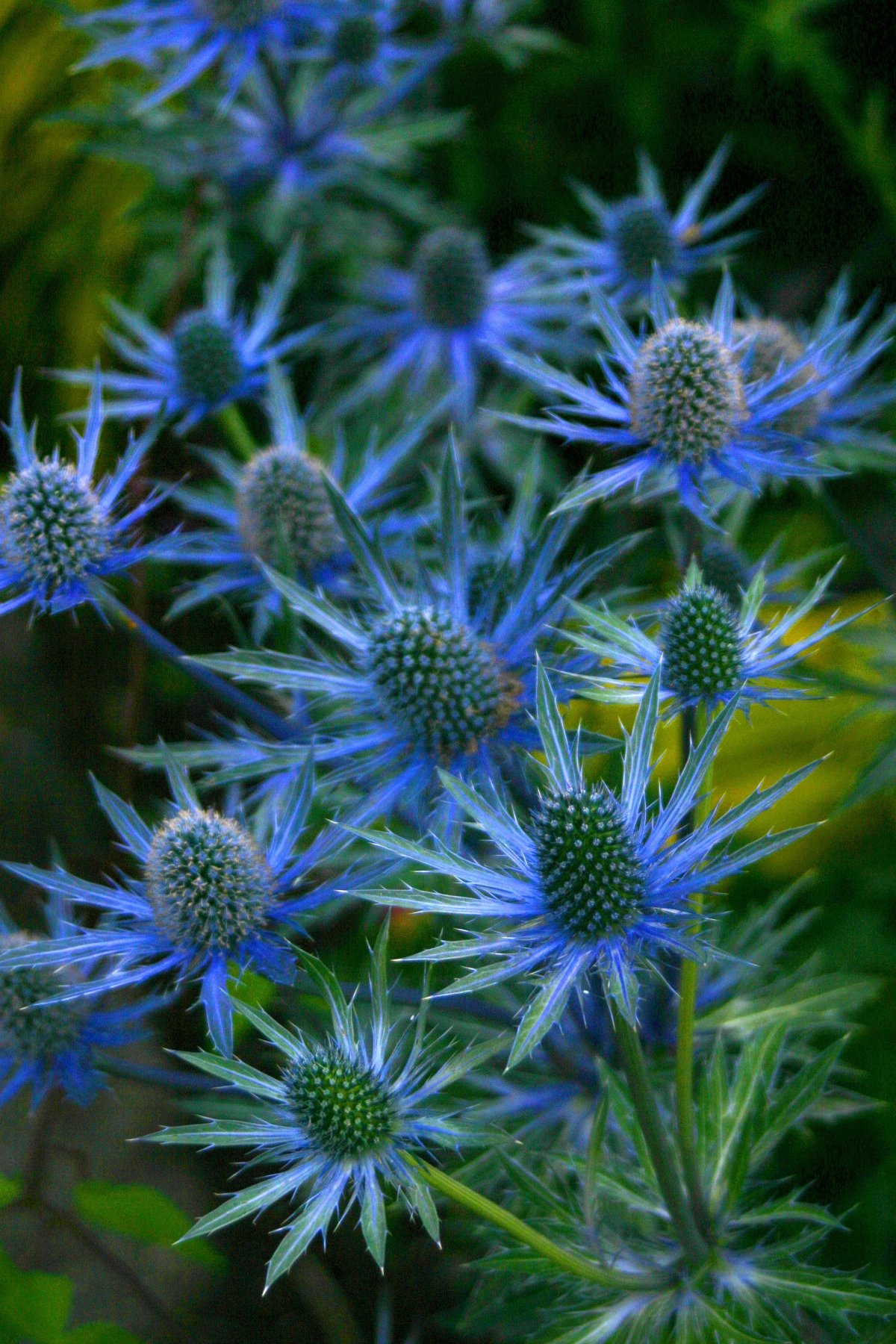 Eryngium Blue Star