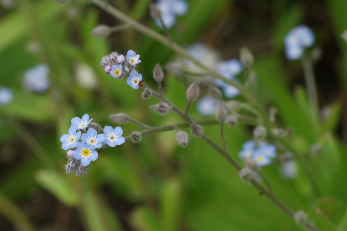 Незабудка Полевая (Myosotis arvensis (l.) Hill)