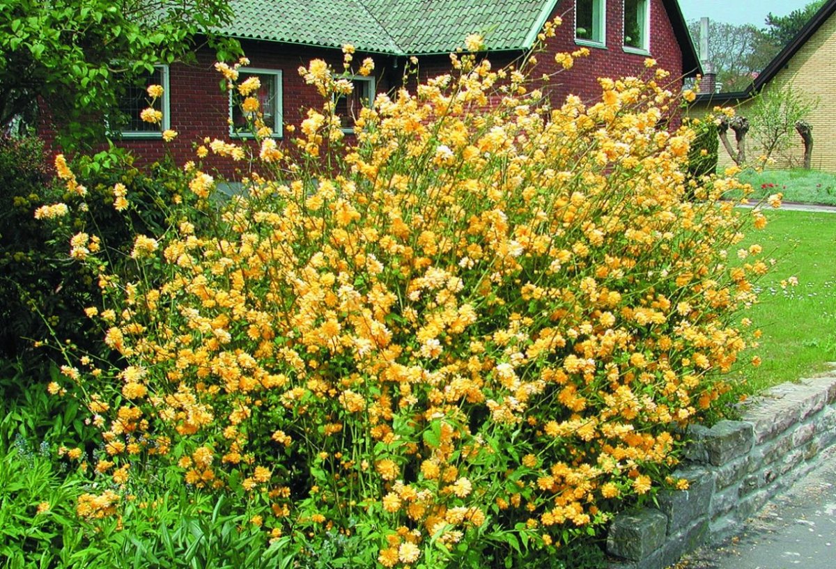 Керрия японская Pleniflora