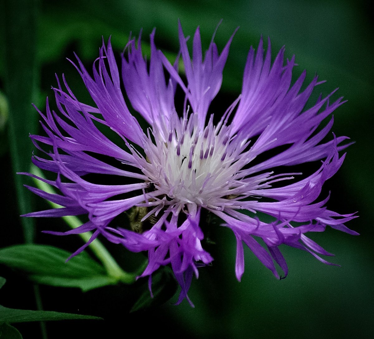 Дикое растение с фиолетовыми цветами