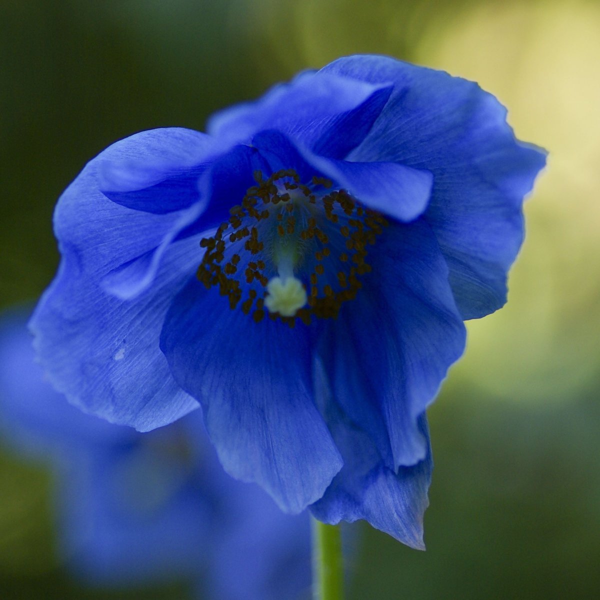 Meconopsis Grandis