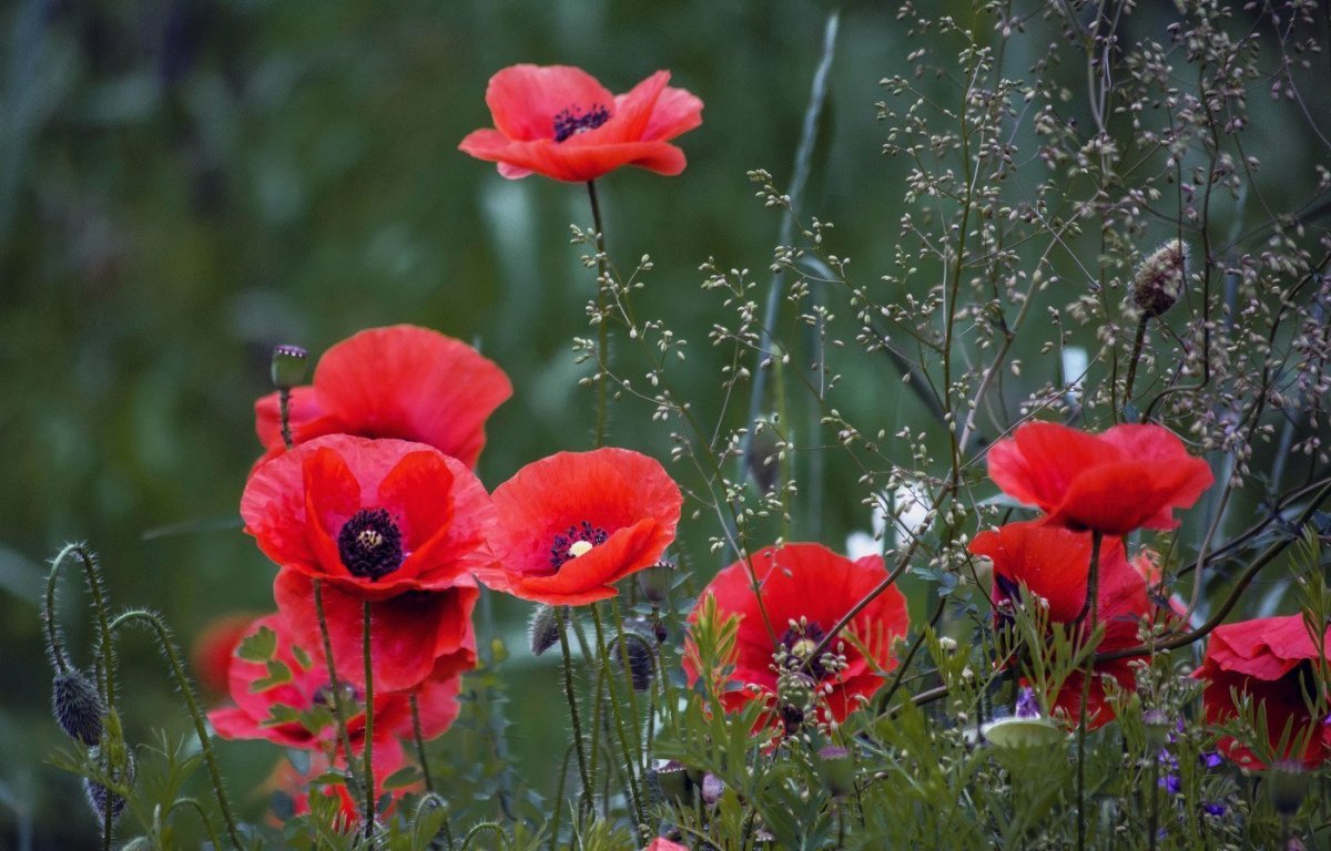 Мак уэлпола Papaver walpolei