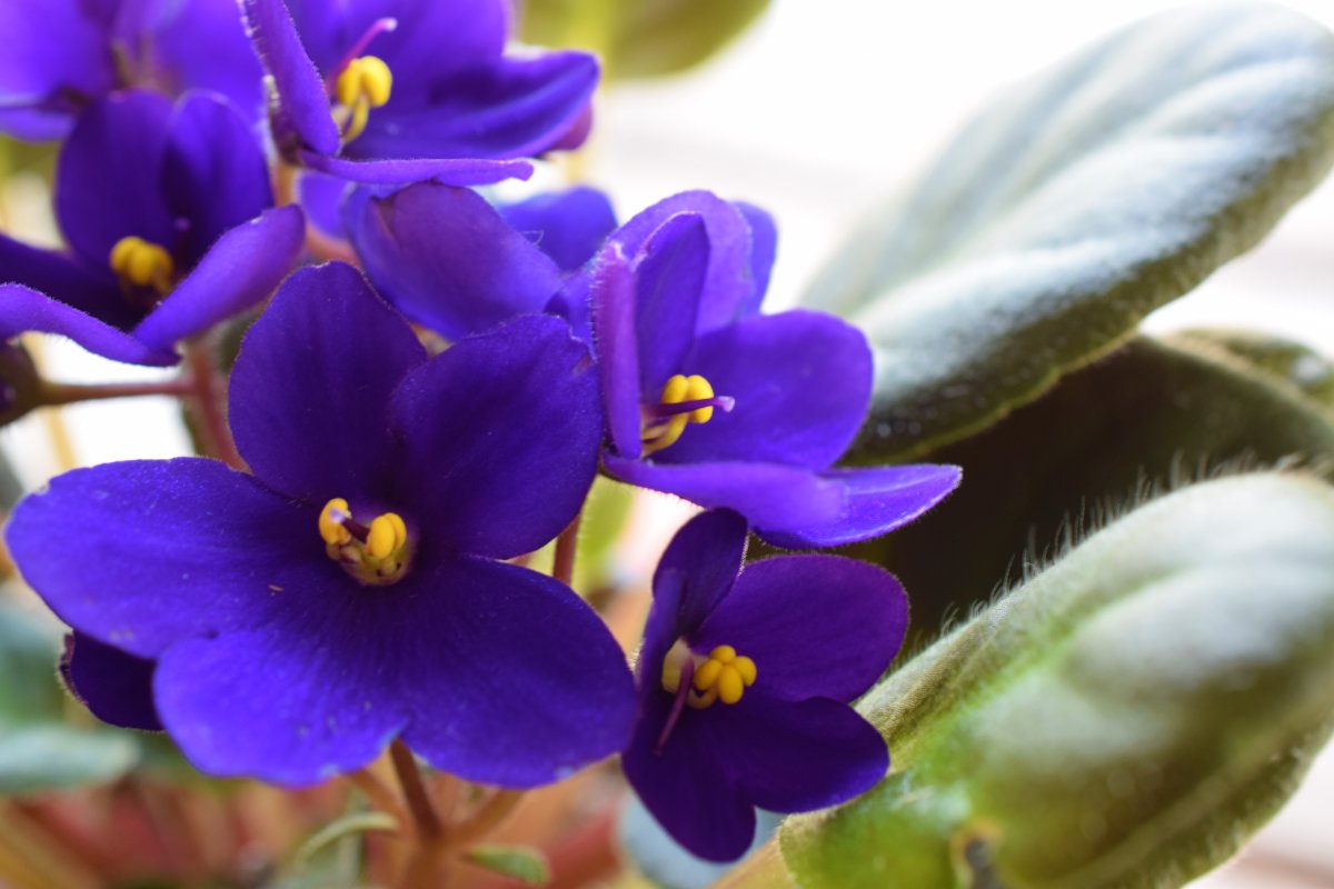 Узамбарская фиалка Viola websteri
