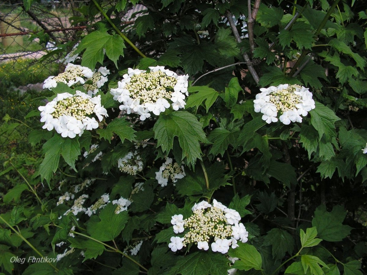 Калина сорт "xanthocarpa"
