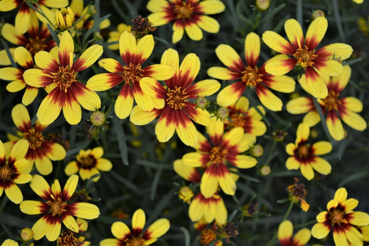 Кореопсис Coreopsis verticillata