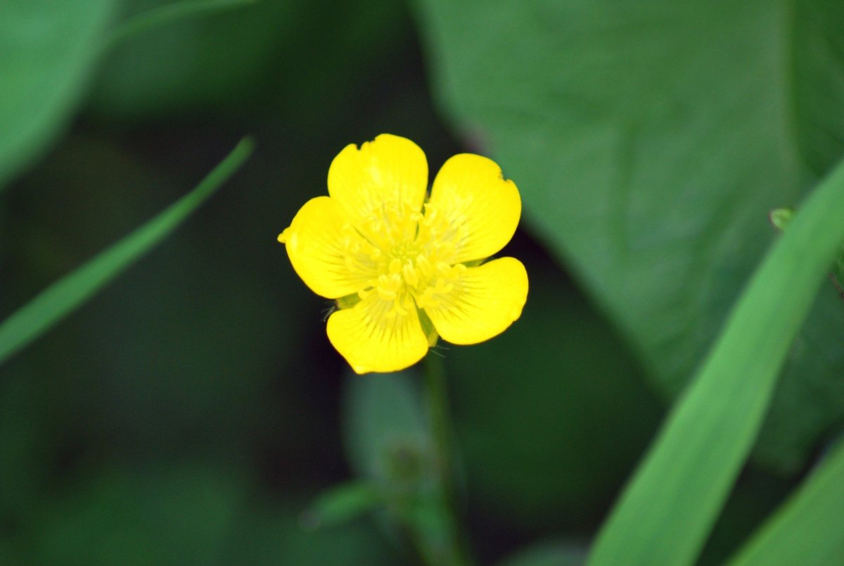Buttercup Лютик