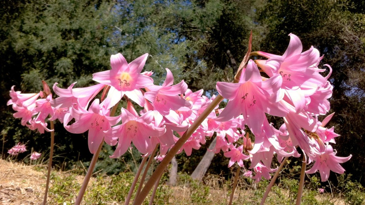 Belladonna Flower
