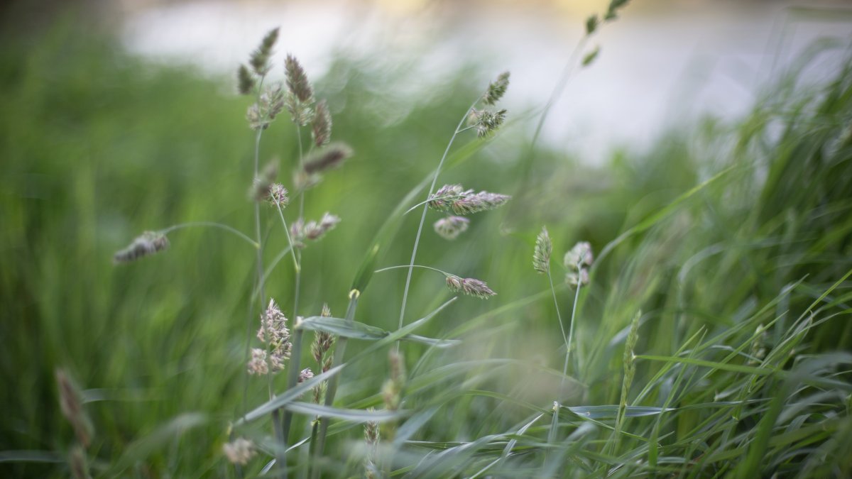 Buffalo grass растение
