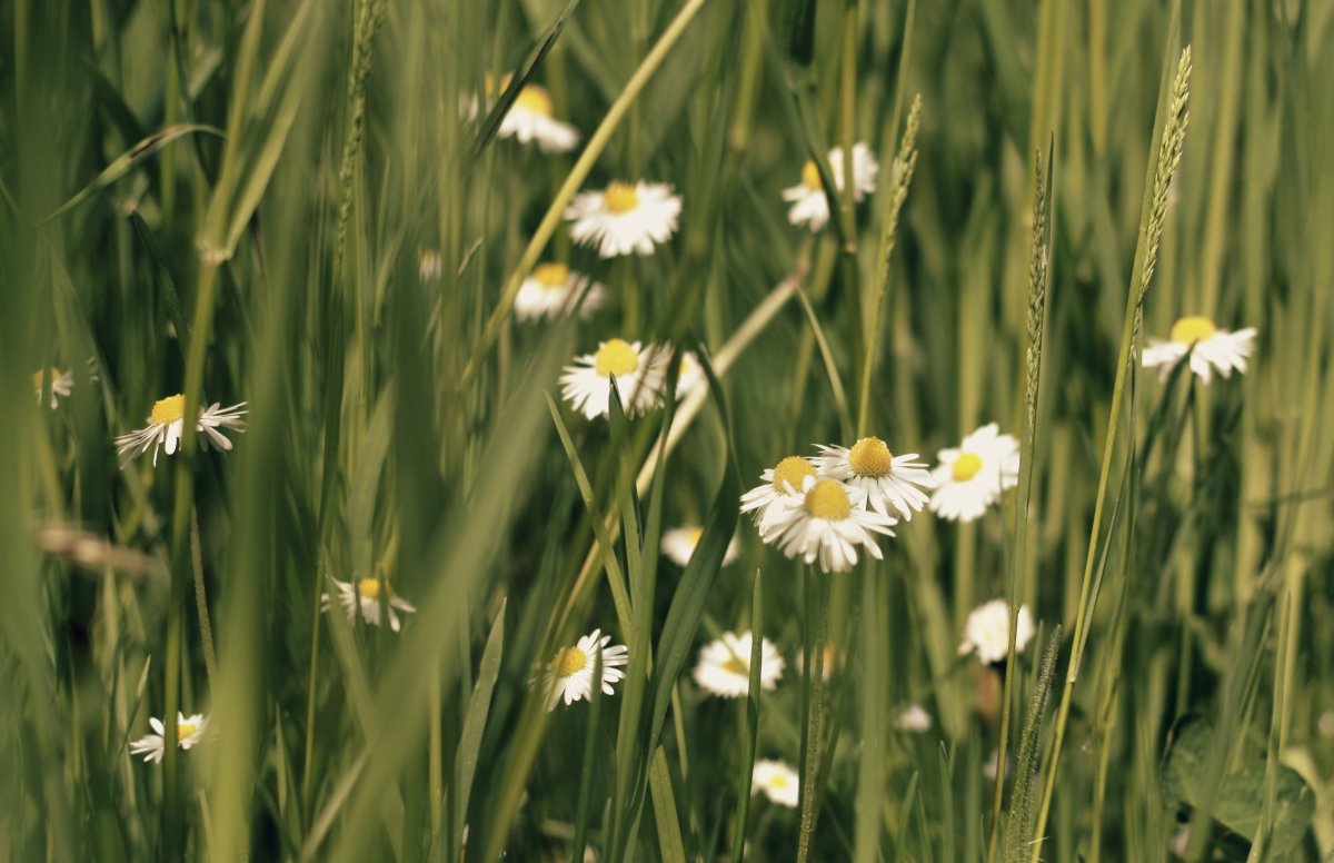 White Meadow