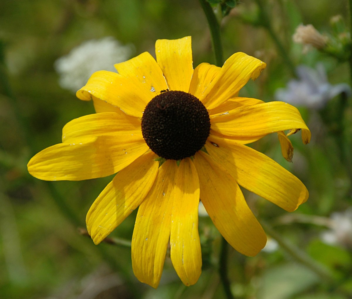 Рудбекия Black eyed Susan