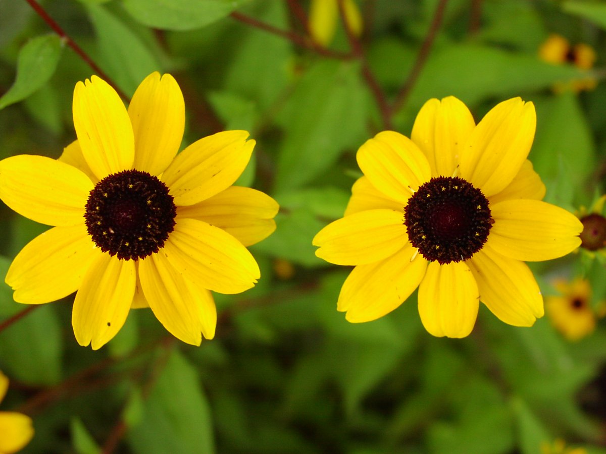 Рудбекия трехлопастная (Rudbeckia triloba)