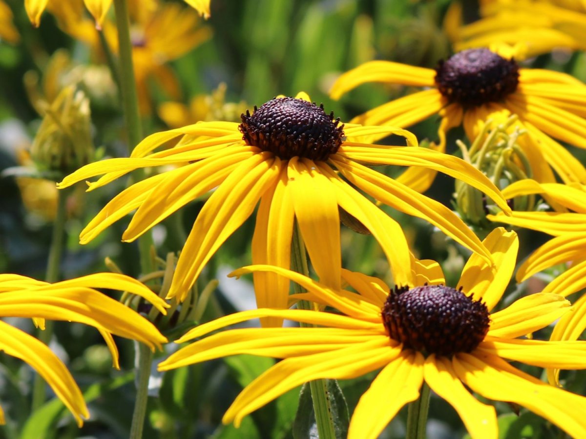 Рудбекия (Rudbeckia) Goldsturm