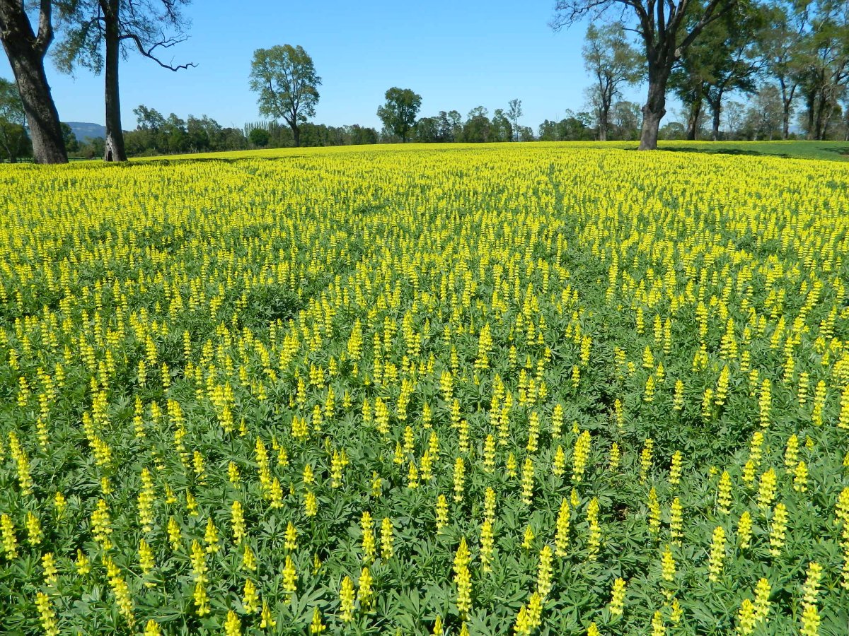 Lupinus luteus