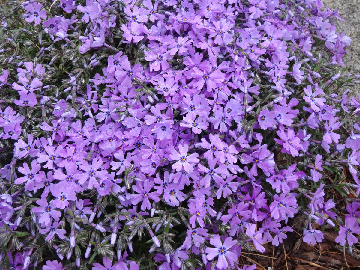 Стелющийся цветок с фиолетовыми цветами