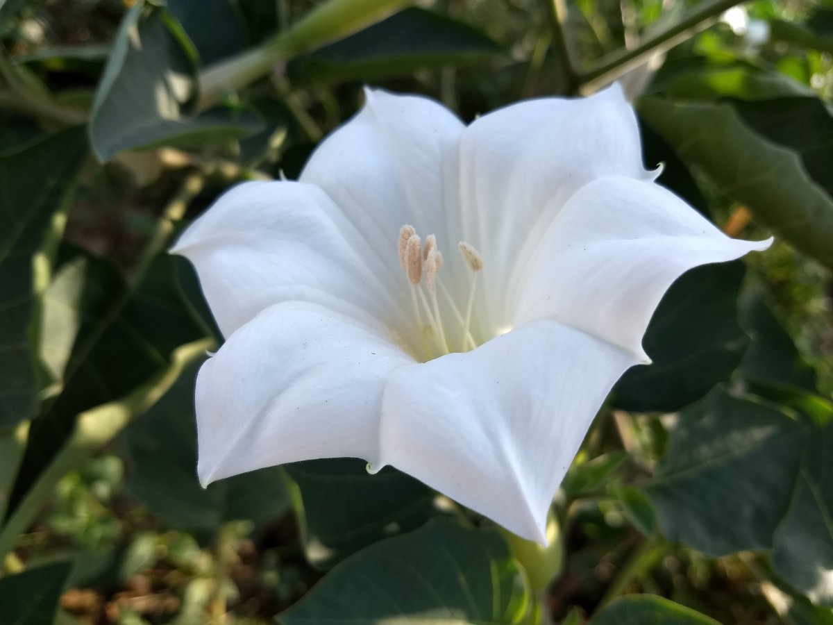 Datura innoxia - дурман индейский