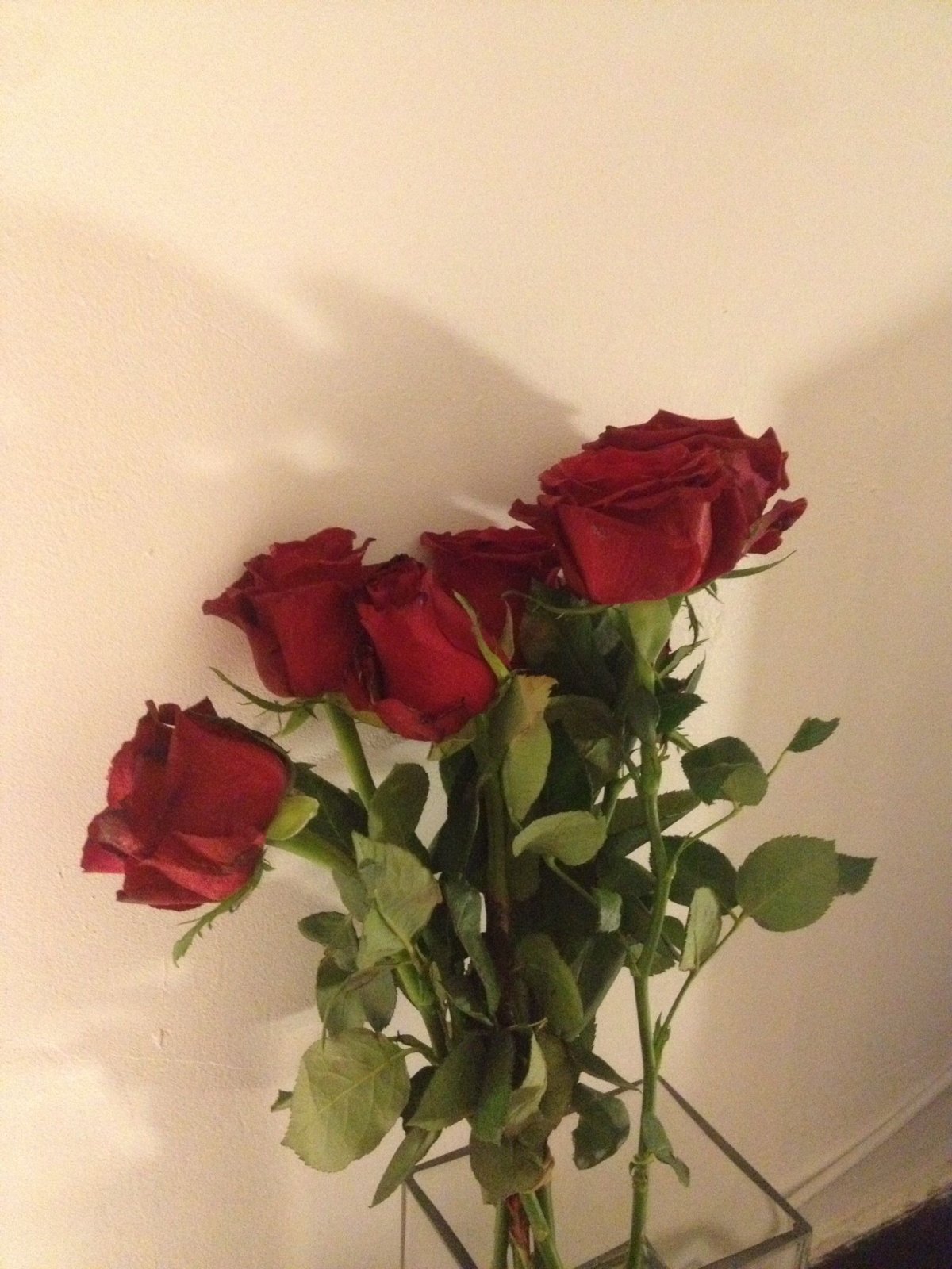 Red Tulip aesthetic