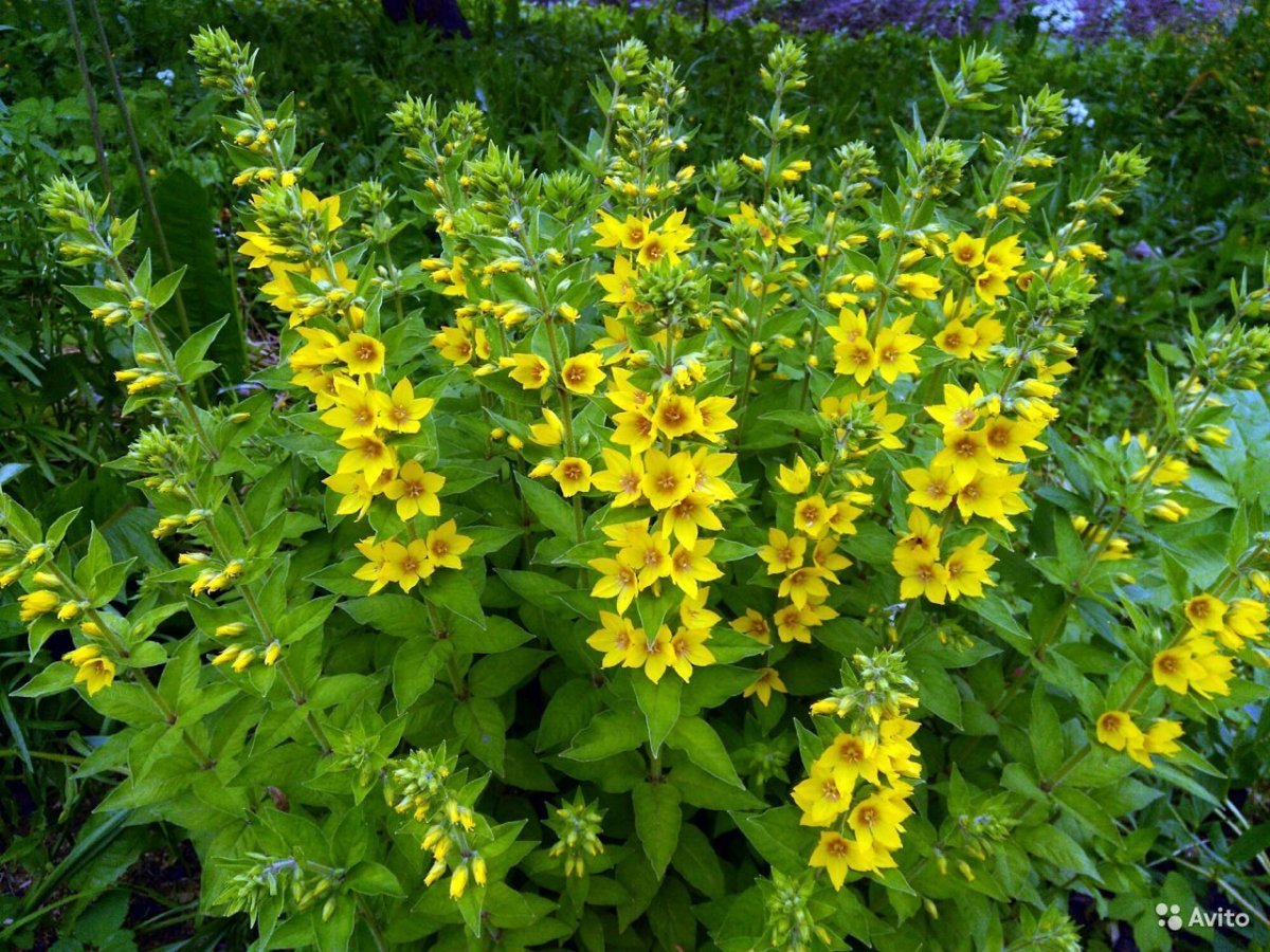 Вербейник точечный “Alexander” Lysimachia punctata