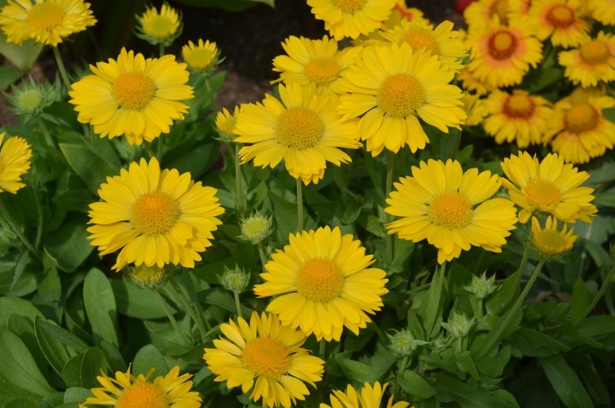 Гайлардия Mesa Yellow