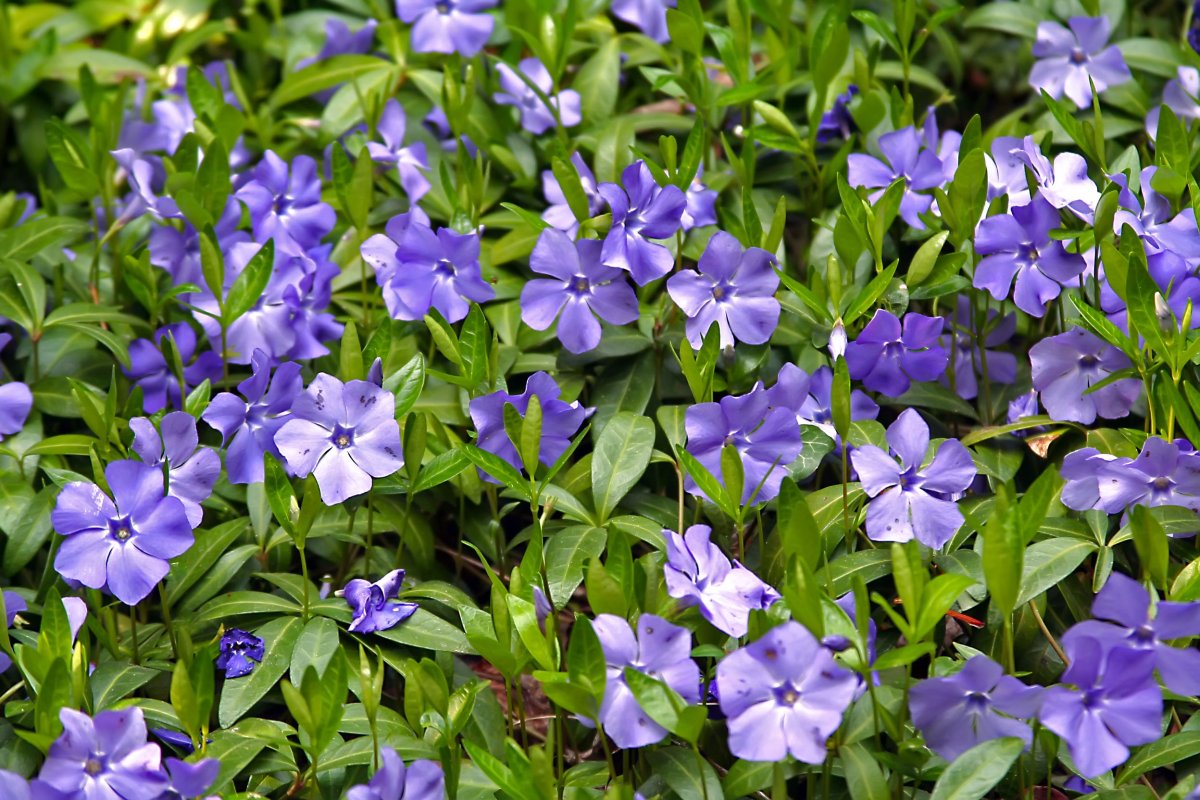 Барвинок малый (Vinca Minor)