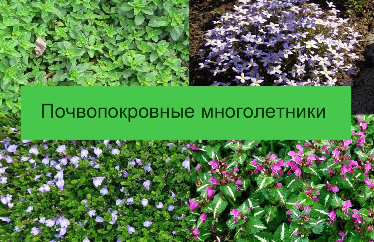 Цветы ползучие многолетние фото и названия