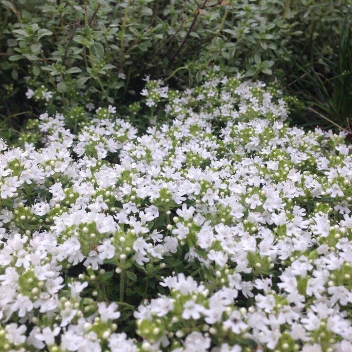 Тимьян ранний albiflorus
