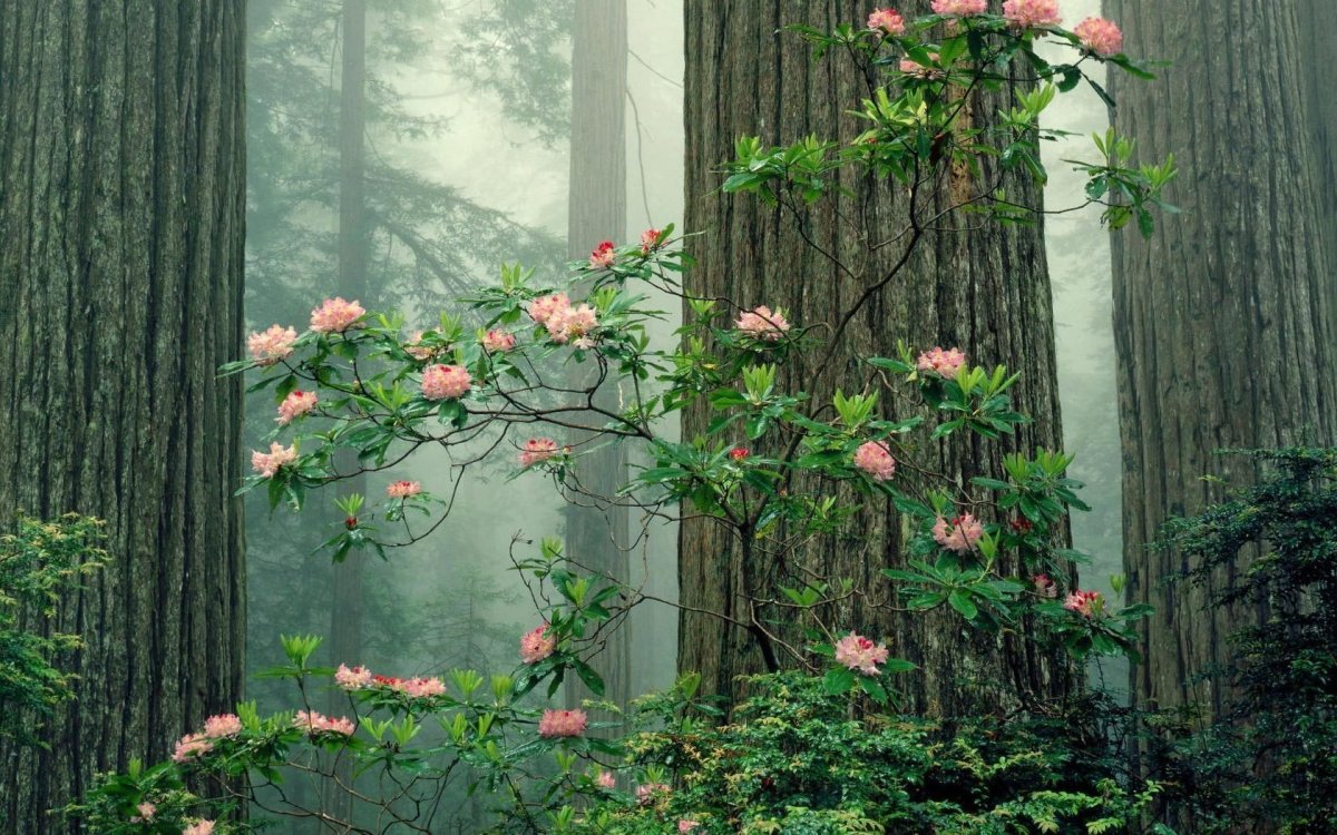 Розовые цветы в лесу