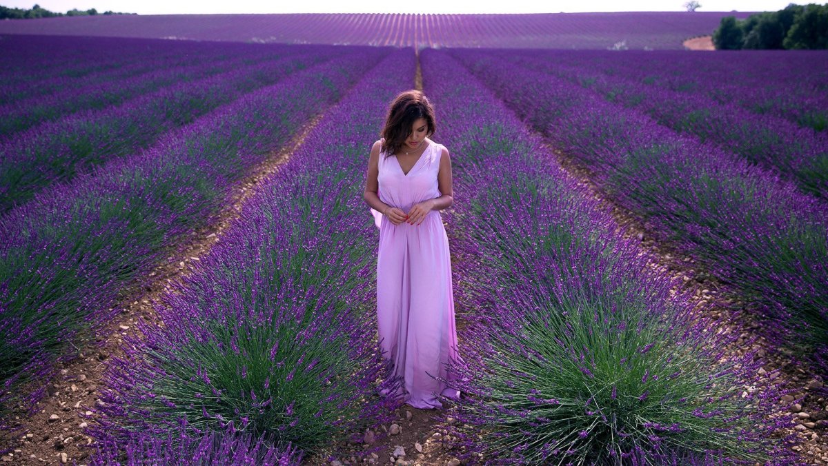 Лаванда Lady Lavender
