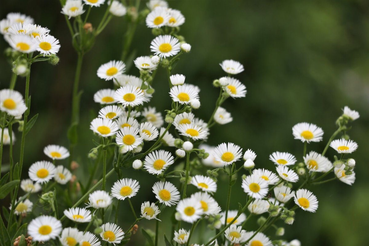 Fleabane