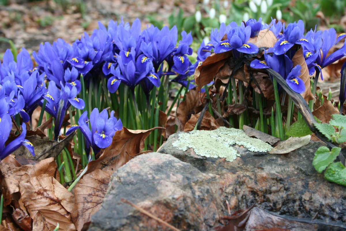Iris reticulata Harmony