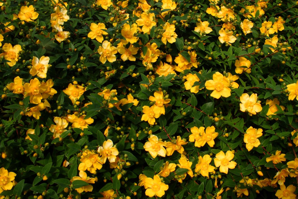 Куст с желтыми цветами летом